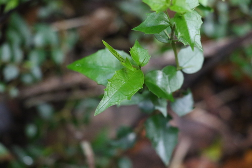 Image of Graptophyllum spinigerum by (c) Greg Tasney, some rights reserved (CC BY-SA)