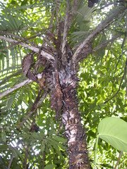 Astrocaryum mexicanum