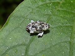 Peridinetus irroratus
