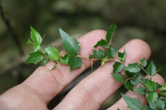 Graptophyllum spinigerum