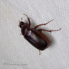 Apogonia cribricollis