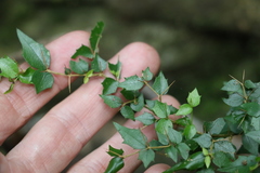 Graptophyllum spinigerum