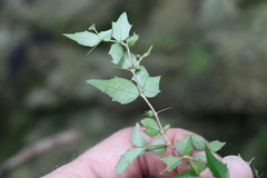 Graptophyllum spinigerum