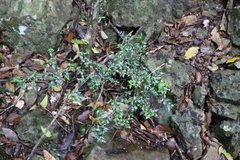 Graptophyllum spinigerum