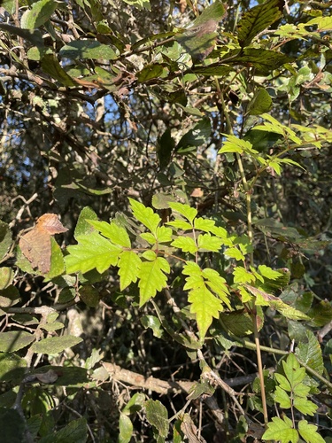 Nekemias arborea