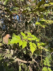 Nekemias arborea