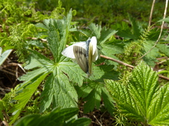 Pieris napi adalwinda