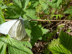 Pieris napi adalwinda