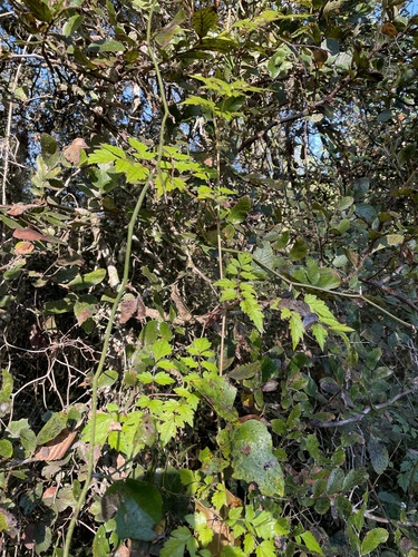 Nekemias arborea, photograph 1
