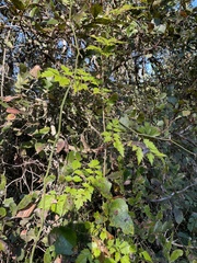 Nekemias arborea, photograph lanechaffin, CC0, iNaturalist via GBIF