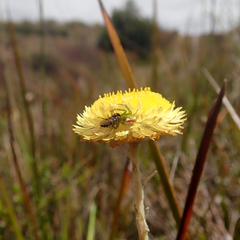 Australomisidia rosea