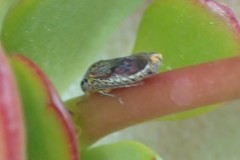 Homalodisca liturata