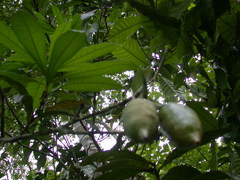 Amphitecna apiculata