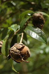 Camellia granthamiana
