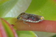 Homalodisca liturata