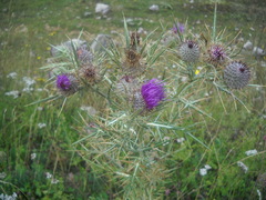 Cirsium tenoreanum
