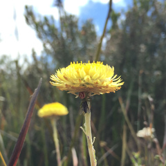 Australomisidia rosea