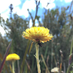 Australomisidia rosea