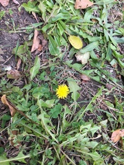 Taraxacum officinale