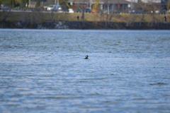 Lophodytes cucullatus