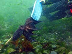 Macroctopus maorum