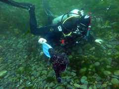 Macroctopus maorum