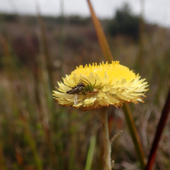 Australomisidia rosea