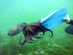 Macroctopus maorum