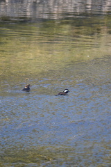 Lophodytes cucullatus