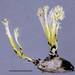Cordyceps tenuipes - Photo (c) Jerry Cooper,  זכויות יוצרים חלקיות (CC BY), הועלה על ידי Jerry Cooper