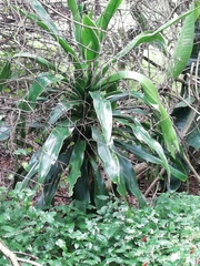 Dracaena aletriformis