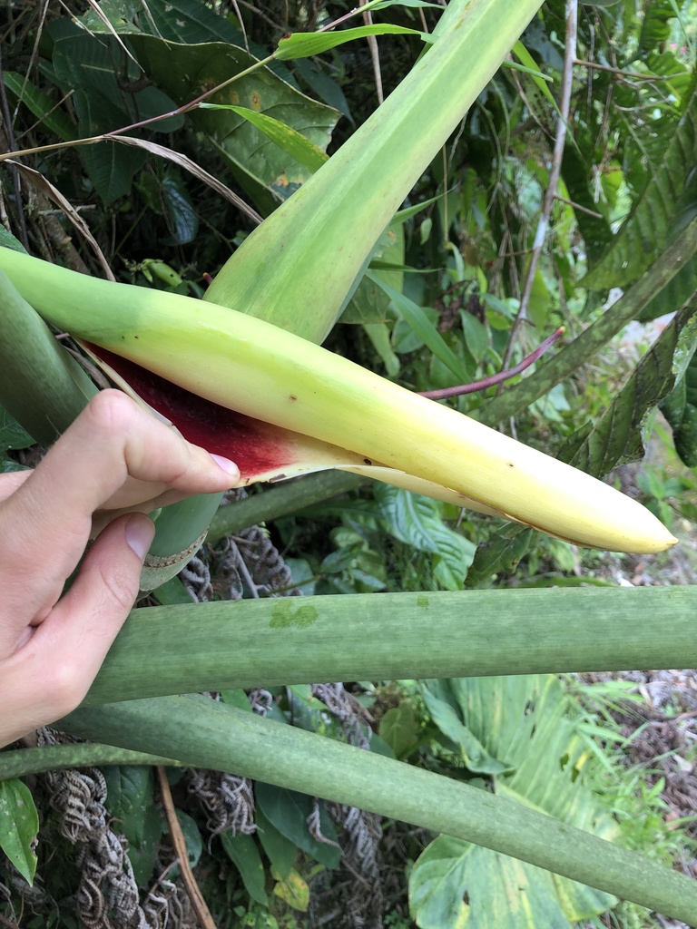 Philodendron deflexum  iNaturalist