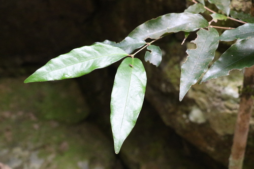 Dissiliaria baloghioides (Dissiliaria baloghioides)