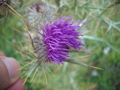 Cirsium tenoreanum