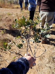 Quercus havardii
