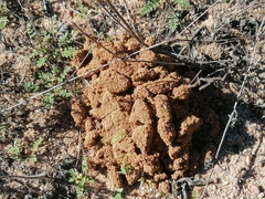 Typhaeus