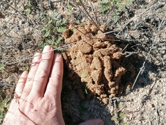 Typhaeus