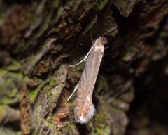 Phyllonorycter quercifoliella