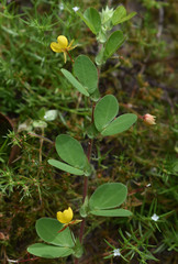 Chamaecrista rotundifolia rotundifolia
