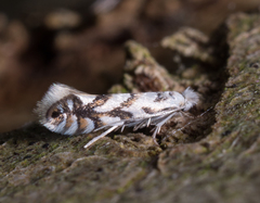 Phyllonorycter geniculella