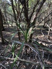 Yucca rupicola