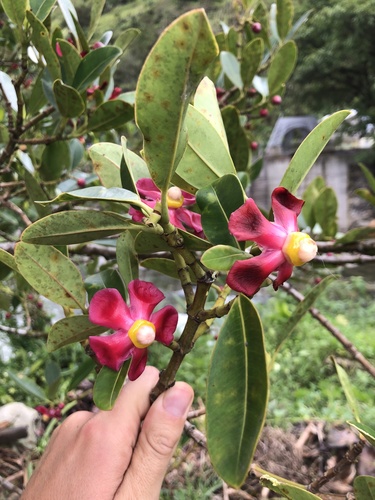Clusia loranthacea (Clusia loranthacea)