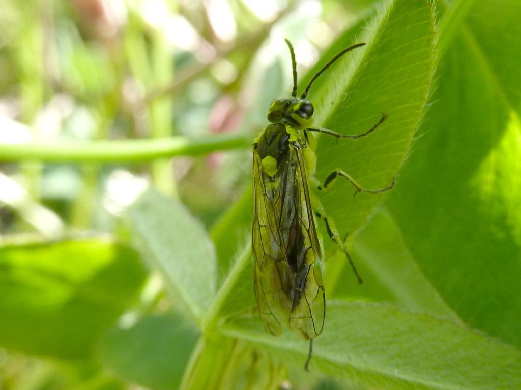 Tenthredo aaliensis