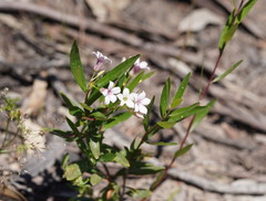Billardiera cymosa