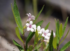 Billardiera cymosa