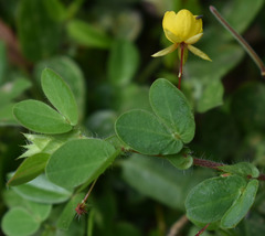 Chamaecrista rotundifolia rotundifolia