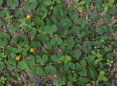 Chamaecrista rotundifolia rotundifolia