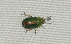 Calomela parilis
