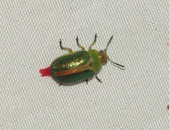 Calomela parilis
