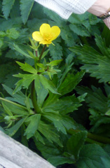 Ranunculus orthorhynchus